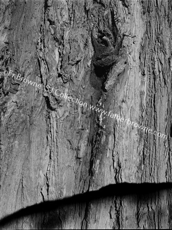 ROOSTS OF TREE-CREEPER